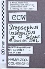 Etiketten zu Propsephus brunneiventris (NHMW-ZOO-COL-0010213)